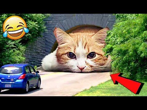 СМЕШНЫЕ ЖИВОТНЫЕ 2020 / ПРИКОЛЫ КОТЫ СОБАКИ, ЛУЧШИЕ ПРИКОЛЫ с Кошками и Собаками Funny Cats