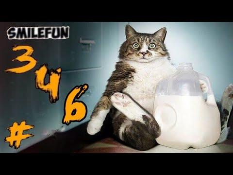 КОТЫ 2020 Смешные Коты 2020 Приколы С Кошками и Котами Funny Cats