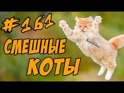 Смешные Кошки и Коты 2018 - Приколы С Котами - Funny Cats