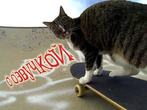 Приколы с котами – Смешная озвучка животных – Это полный угар! Попробуй не засмеяться - PSO