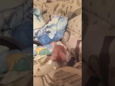 Милашкар