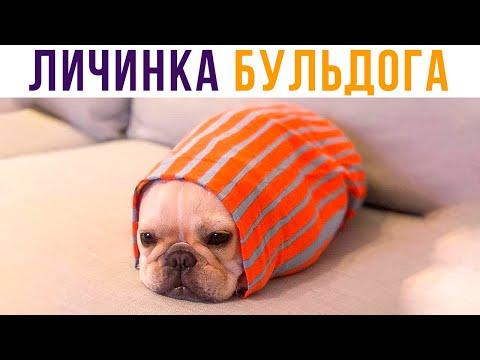 ЛИЧИНКА БУЛЬДОГА))) Приколы с собаками | Мемозг #459