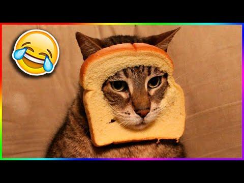Я РЖАЛ ЦЕЛЫЙ ЧАС / СМЕШНЫЕ ЖИВОТНЫЕ 2020 / КОТЫ 2020 ПРИКОЛЫ С КОТАМИ Смешные Кошки и Коты
