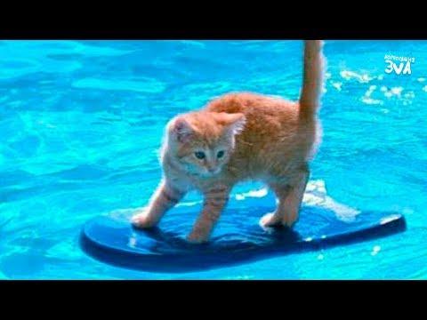 Приколы с Котами - Смешные коты и кошки 2018 | ТЕСТ НА ПСИХИКУ, ПРОБУЙ НЕ СМЕЯТЬСЯ!