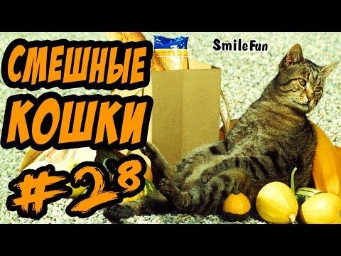 Смешные Кошки Приколы про Котов 2017