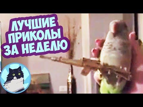 ЛУЧШИЕ ПРИКОЛЫ ЗА НЕДЕЛЮ 