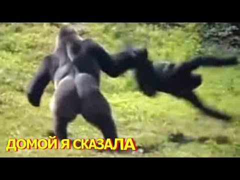 Я РЖАЛ ПОЛЧАСА 
