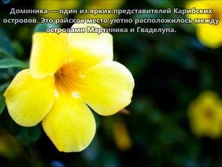 J70TO Остров Доминика. С сайта dxnews.com