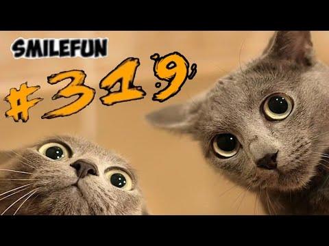 КОТЫ СМЕШНЫЕ Кошки и Котики ПРИКОЛЫ С КОТАМИ 2020 Funny Cats