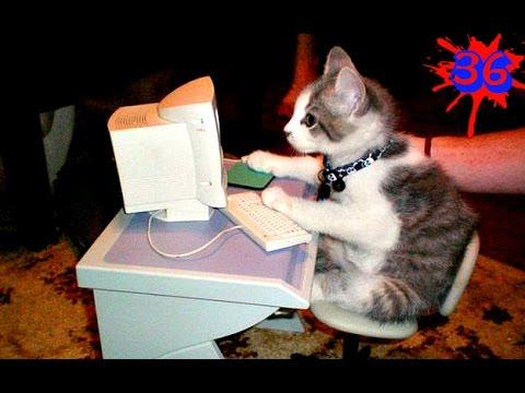ПРИКОЛЫ С КОТАМИ BEST FUNNY CATS VIDEOS COMPILATION