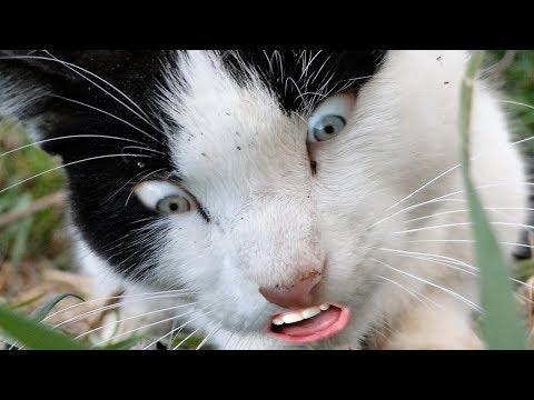 ТЕСТ НА ПСИХИКУ #28 ! ЕЩЁ НИКТО НЕ ПРОШЁЛ ЭТОТ ТЕСТ | Лучшие приколы | Фейлы | Vine, fail, coub.