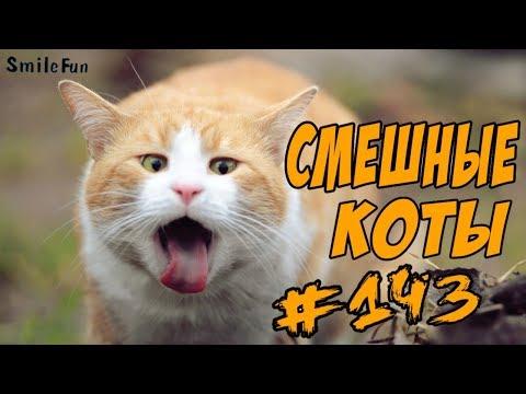 Приколы с котами – Смешные коты от SmileFun - ОЗВУЧКА КОТОВ - Funny Cats 2018