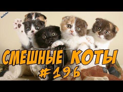 Приколы с Котами  и Кошками 2018 ДО СЛЁЗ Смешные коты 2018