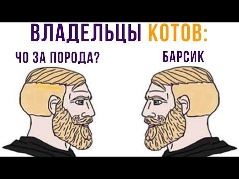 Владельцы котов))) Приколы | Мемозг 628