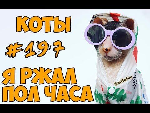 Я РЖАЛ ПОЛ ЧАСА СМЕШНЫЕ КОТЫ ПРИКОЛЫ С КОТАМИ 2018