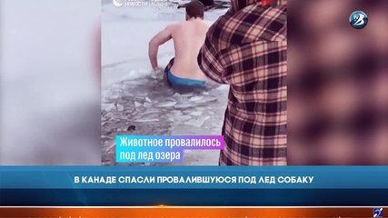 В Канаде спасли провалившуюся под лёд собаку