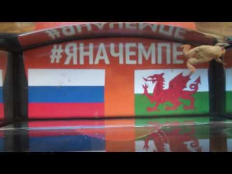 Лягушка Чемпушка предсказала победителя матча Россия-Уэльс на Евро-2016