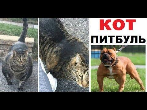 Лютые приколы. Кот-питбуль! САМЫЙ ЛЮТЫЙ КОТ !!!