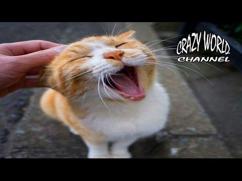 СМЕШНЫЕ КОТЫ И КОШКИ 2017 ПРИКОЛЫ С КОТАМИ И КОШКАМИ 2017 FUNNY CATS THE BEST 2017 #1