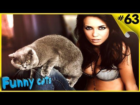 Приколы с котами - ТОПовая подборка Смешные Коты под музыку