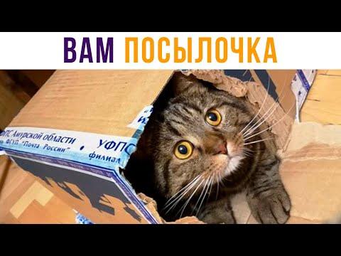 ВАМ ПОСЫЛОЧКА! Приколы с котами | Мемозг #452