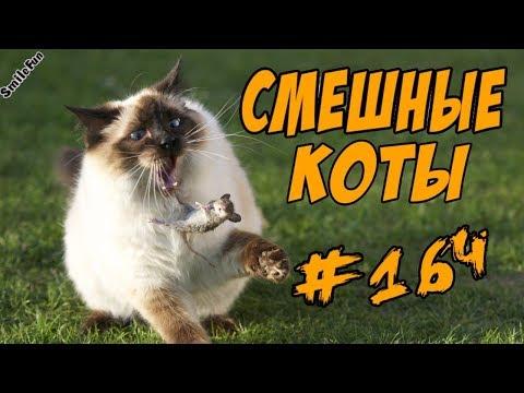 Приколы с котами - Смешные коты и кошки - Funny Cats 2018