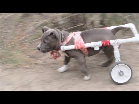 Смешные собаки Приколы с собаками Funny Dogs 2017 #1 November Собаки породы питбуль