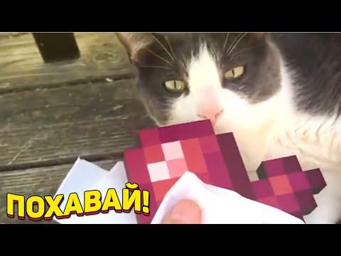 ЗАСМЕЯЛСЯ - ПОДПИСАЛСЯ!! ЛУЧШИЕ ПРИКОЛЫ 2021ТЕСТ НА ПСИХИКУ УГАР! #316