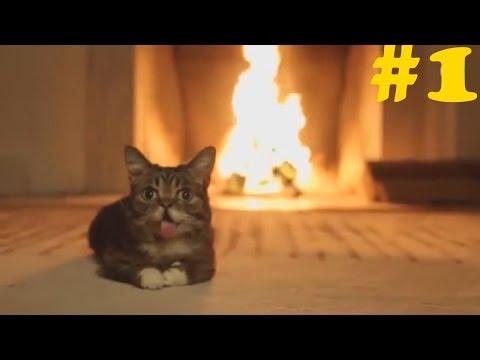 ЛУЧШИЕ ПРИКОЛЫ COUB MAN (ВЫПУСК 1)