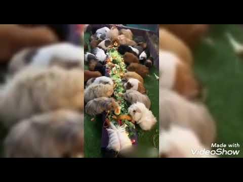 приколы 2020 года и смех и грех
