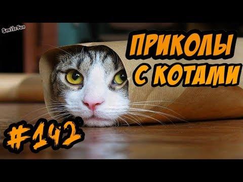 ПРИКОЛЫ С КОТАМИ - смешные коты - ОЗВУЧКА КОТОВ от SmileFun - Funny Cats 2018
