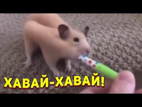 ЗАСМЕЯЛСЯ - ПОДПИСАЛСЯ!! ЛУЧШИЕ ПРИКОЛЫ 2021 ТЕСТ НА ПСИХИКУ УГАР! #394