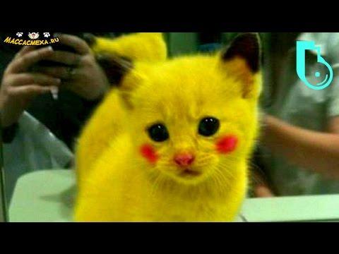 ПРИКОЛЫ С КОТАМИ ЛУЧШИЕ ПРИКОЛЫ С КОТАМИ И КОШКАМИ КОТЫ ВИДЕО