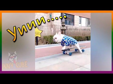 Смех до слез | Лучшие приколы 2021 Февраль | Best Coub 2021 №34