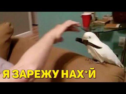 Я РЖАЛ ПОЛЧАСА 