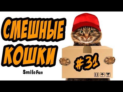 Смешные Кошки ДО СЛЁЗ Коты Приколы с Котами 2017
