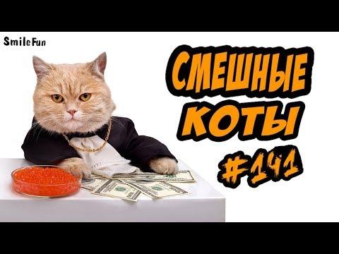 ПРИКОЛЫ С КОТАМИ - смешные коты - Funny Cats 2018 - ОЗВУЧКА oт SmileFun