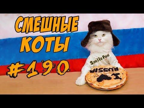 Приколы с Котами ДО СЛЁЗ Смешные коты 2018 кошки