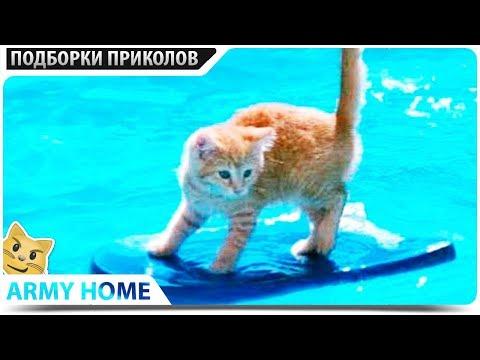 ПРИКОЛЫ 2018 Ноябрь #494 СМЕШНЫЕ ЖИВОТНЫЕ , КОТЫ СОБАКИ - ПРИКОЛЮХА