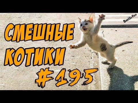 Смешные Коты и Кошки До Слёз Приколы с котами 2018