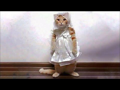 ПРИКОЛЫ С ЖИВОТНЫМИ ДО СЛЕЗ / Смешные КОТЫ 2021 / Приколы с КОТАМИ / Funny ANIMALS video #26