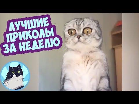 ЛУЧШИЕ ПРИКОЛЫ ЗА НЕДЕЛЮ 