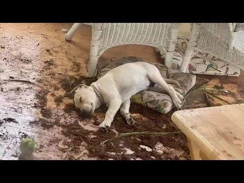 ПРИКОЛЫ С ЖИВОТНЫМИ 