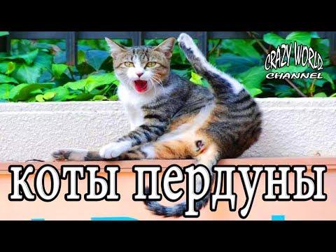 СМЕШНЫЕ КОТЫ И КОШКИ 2017 ПРИКОЛЫ С КОТАМИ И КОШКАМИ 2017 FUNNY CATS THE BEST 2017 #5