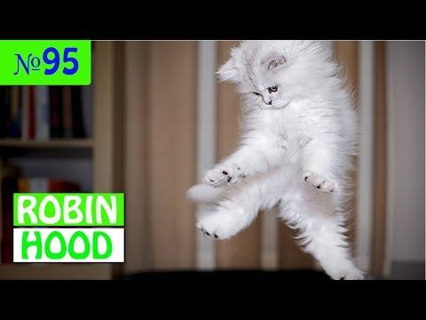 ПРИКОЛЫ 2017 с животными. Смешные Коты, Собаки, Попугаи // Funny Dogs Cats Compilation. Май №95