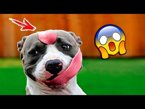 Я РЖАЛ ЦЕЛЫЙ ЧАС / СМЕШНЫЕ ЖИВОТНЫЕ 2020 / КОТЫ 2020 ПРИКОЛЫ С КОТАМИ Смешные Кошки и Коты