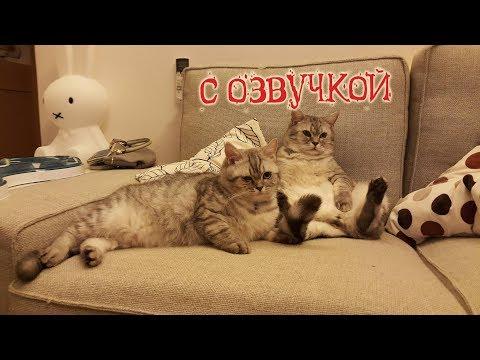 Приколы с котами – СМЕШНАЯ ОЗВУЧКА ЖИВОТНЫХ – ТЕСТ НА ПСИХИКУ от DOMI SHOW