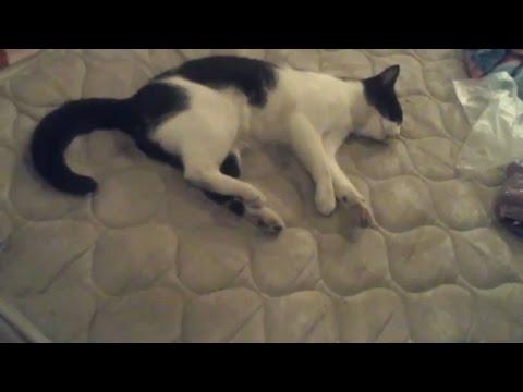 КТО ЗАСМЕЁТСЯ ИЛИ УЛЫБНЕТСЯ - Ставит Like ! TRY NOT TO LAUGH ПРИКОЛЫ
