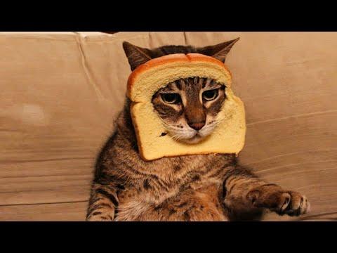 13 МИНУТ СМЕХА/СМЕШНЫЕ ЖИВОТНЫЕ 2020/ТЕСТ НА ПСИХИКУ//ЛУЧШИЕ ПРИКОЛЫ С КОТАМИ/Funny Animals 2020#168