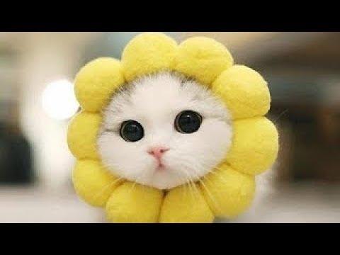 Смешные коты и кошки ТОЛСТЫЕ КОТЫ Приколы с котами до слез – Смешные кошки МатроскинТВ